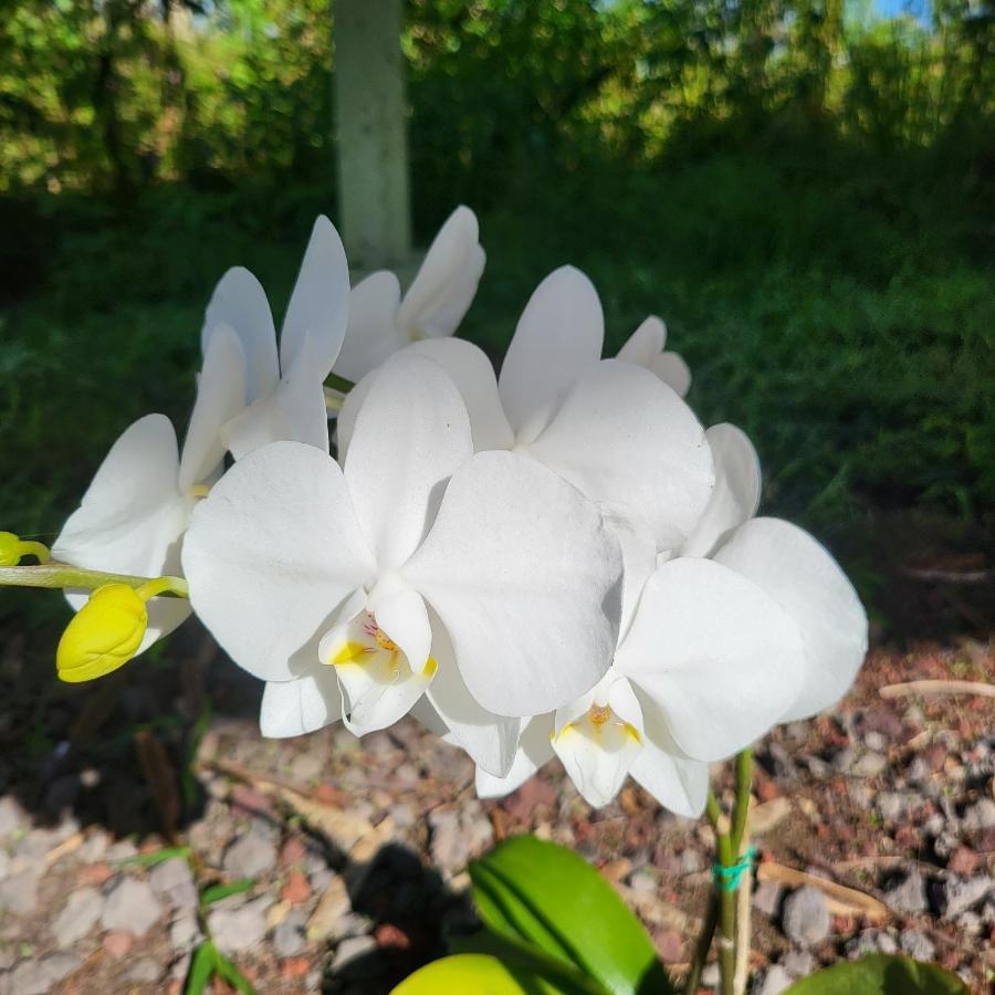 مبيت وإفطار Keaau Hoomaikai Blessings المظهر الخارجي الصورة